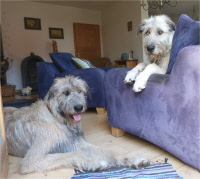 Irish Wolfhound