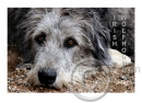 bitte hier klicken - please click here